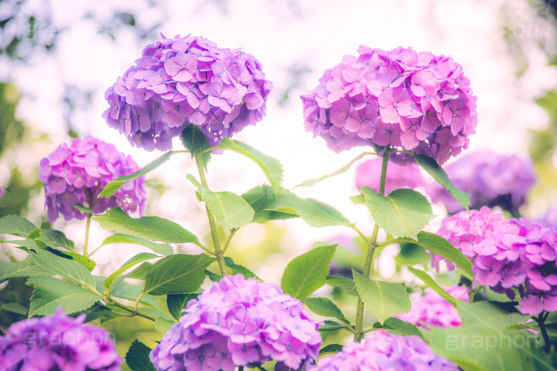 満開のアジサイ,あじさい,アジサイ,アナベル,紫陽花,梅雨,つゆ,ホンアジサイ,季語,花,フラワー,満開,6月,ペア,カップル,flower,フルサイズ撮影