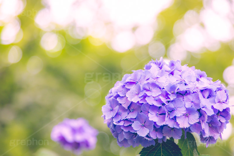 満開のアジサイ,あじさい,アジサイ,アナベル,紫陽花,梅雨,つゆ,ホンアジサイ,季語,花,フラワー,満開,6月,玉ボケ,丸ボケ,flower,フルサイズ撮影