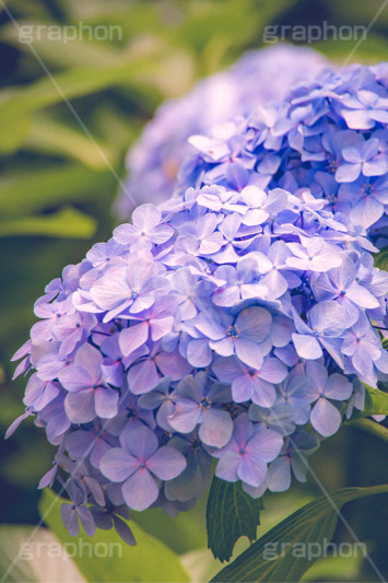 満開のアジサイ,あじさい,アジサイ,アナベル,紫陽花,梅雨,つゆ,ホンアジサイ,季語,花,フラワー,満開,6月,flower,フルサイズ撮影