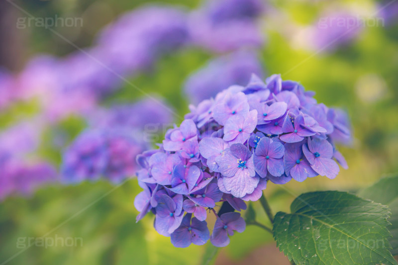 満開のアジサイ,あじさい,アジサイ,アナベル,紫陽花,梅雨,つゆ,ホンアジサイ,季語,花,フラワー,満開,6月,flower,フルサイズ撮影