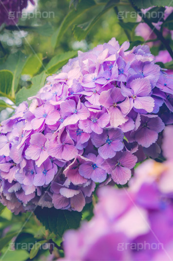 満開のアジサイ,あじさい,アジサイ,アナベル,紫陽花,梅雨,つゆ,ホンアジサイ,季語,花,フラワー,満開,6月,flower,フルサイズ撮影