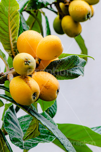 びわ,ビワ,果実,木の実,果物,フルーツ,初夏,fruit,フルサイズ撮影