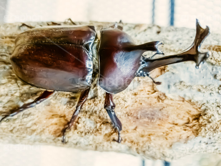 カブトムシ,カブト虫,かぶとむし,昆虫,虫,甲虫,飼育,夏,サマー,summer