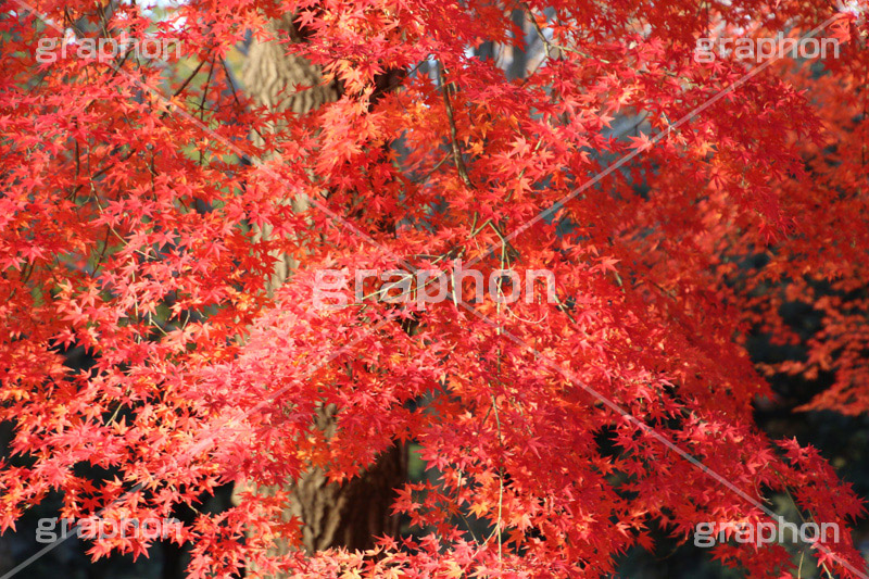 もみじ,モミジ,紅葉,こうよう,紅葉狩り,黄葉,落葉広葉樹,カエデ科,秋,季語,色づく,キレイ,きれい,綺麗,照紅葉,照葉,japan,autumn