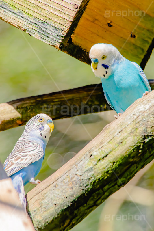 見つめ合う二人,インコ,セキセイインコ,オウム科,鳥,とり,巣箱,bird,フルサイズ撮影