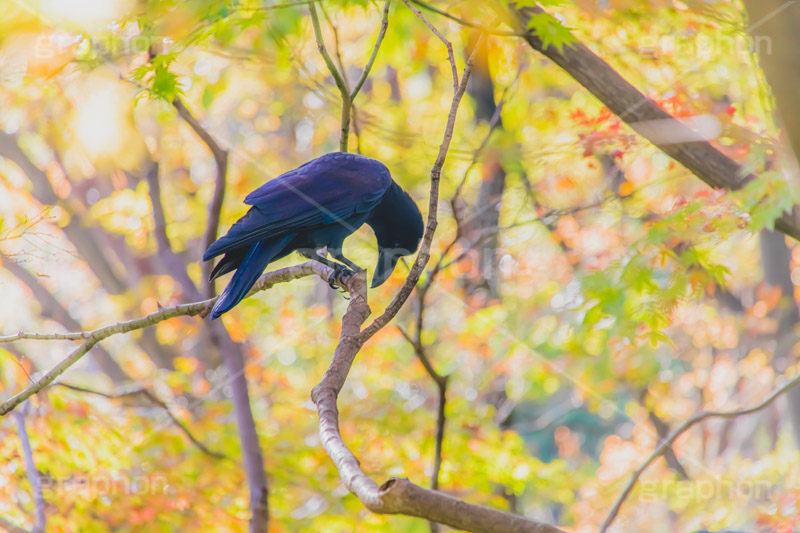 秋の気配,紅葉とカラス,カラス,からす,烏,鴉,鵶,雅,野鳥,真っ黒,黒い鳥,紅葉,こうよう,もみじ,モミジ,japan,autumn,フルサイズ撮影