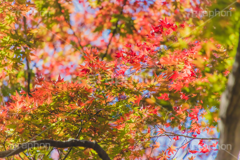 秋の気配,紅葉,こうよう,もみじ,モミジ,japan,autumn,フルサイズ撮影