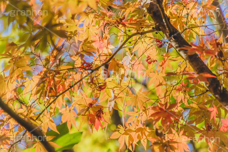 秋の気配,紅葉,こうよう,もみじ,モミジ,japan,autumn,フルサイズ撮影