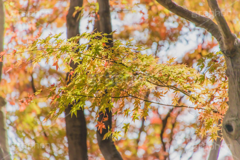 秋の気配,紅葉,こうよう,もみじ,モミジ,japan,autumn,フルサイズ撮影