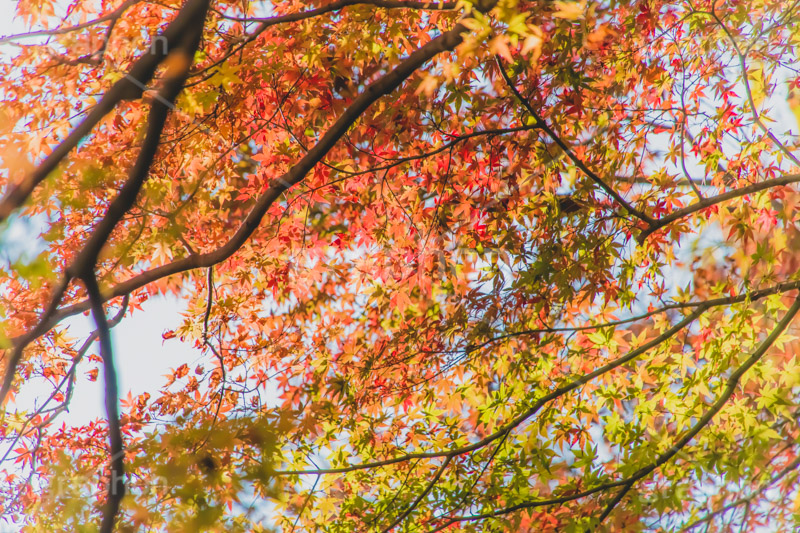 秋の気配,紅葉,こうよう,もみじ,モミジ,japan,autumn,フルサイズ撮影