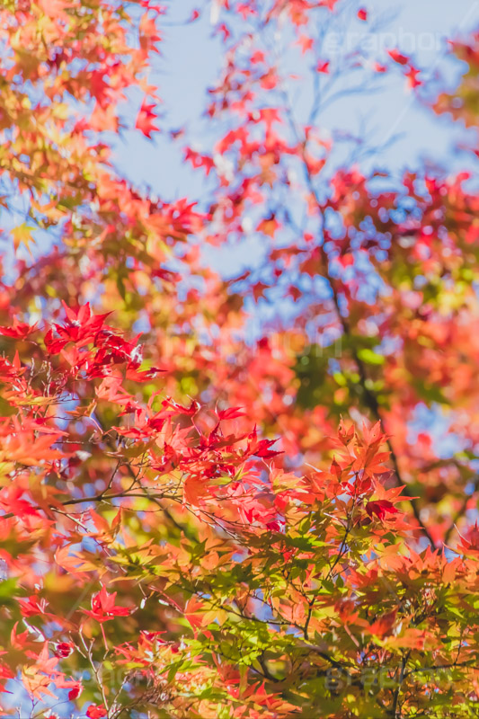 秋の気配,紅葉,こうよう,もみじ,モミジ,japan,autumn,フルサイズ撮影