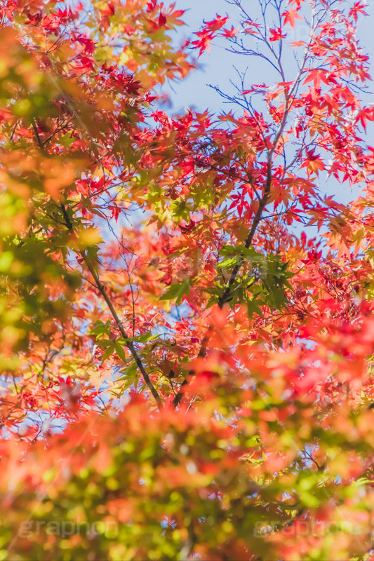 秋の気配,紅葉,こうよう,もみじ,モミジ,japan,autumn,フルサイズ撮影