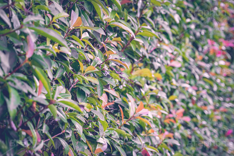 秋の気配,枯れ葉,枯葉,枯れ木,自然,植物,木々,秋,草木,垣根,japan,autumn,フルサイズ撮影