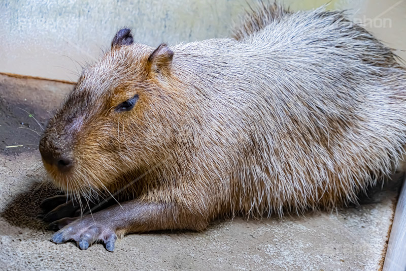 カピバラ,水豚,体毛,ネズミ科,capibara,フルサイズ撮影