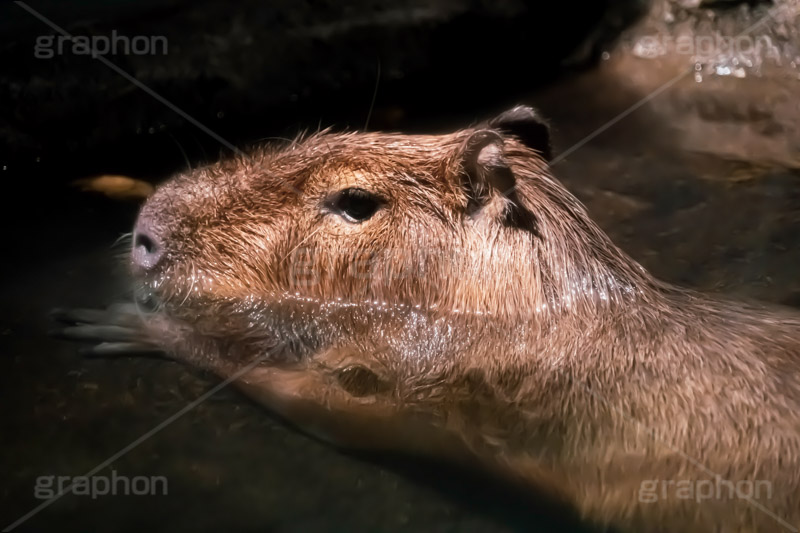 カピバラ,水豚,体毛,潜水,温泉,ネズミ科,capibara,フルサイズ撮影