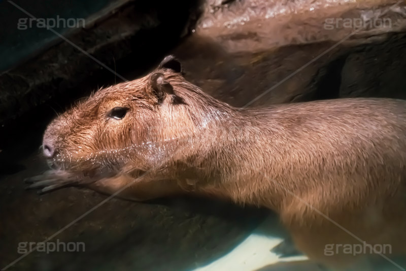 カピバラ,水豚,体毛,潜水,温泉,ネズミ科,capibara,フルサイズ撮影