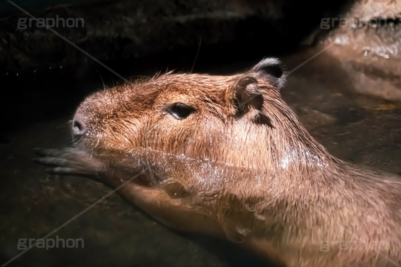 カピバラ,水豚,体毛,潜水,温泉,ネズミ科,capibara,フルサイズ撮影