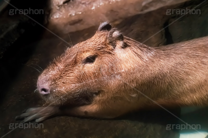 カピバラ,水豚,体毛,潜水,温泉,ネズミ科,capibara,フルサイズ撮影