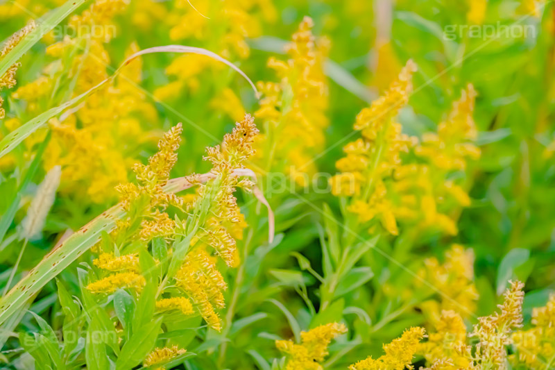 セイタカアワダチソウ,花,フラワー,秋,帰化植物,外来種,黄色,flower,autumn,フルサイズ撮影