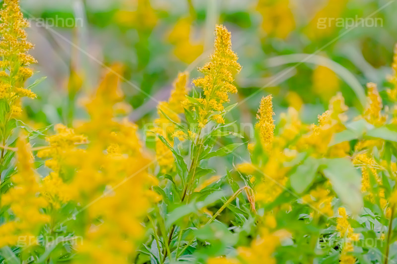 セイタカアワダチソウ,花,フラワー,秋,帰化植物,外来種,黄色,flower,autumn,フルサイズ撮影