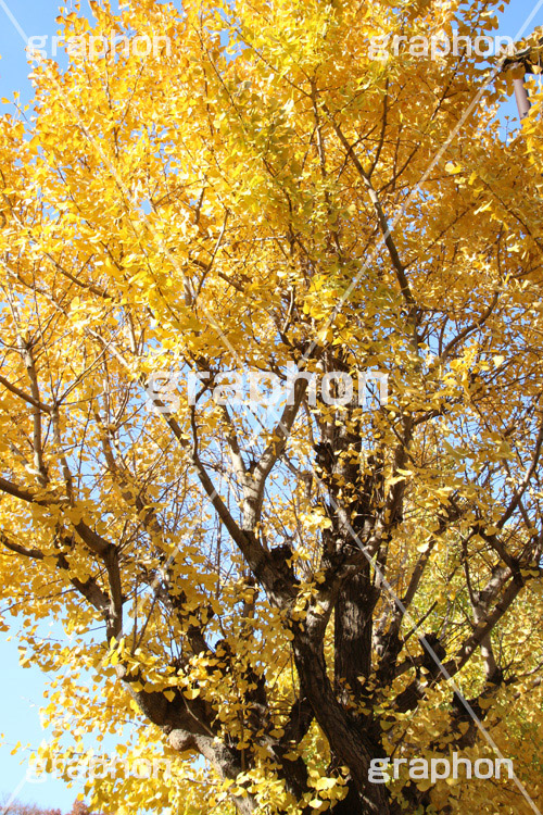 紅葉,イチョウ,いちょう,銀杏,こうよう,もみじ,モミジ,紅葉狩り,黄葉,落葉広葉樹,カエデ科,秋,季語,色づく,キレイ,きれい,綺麗,照紅葉,照葉,japan,autumn