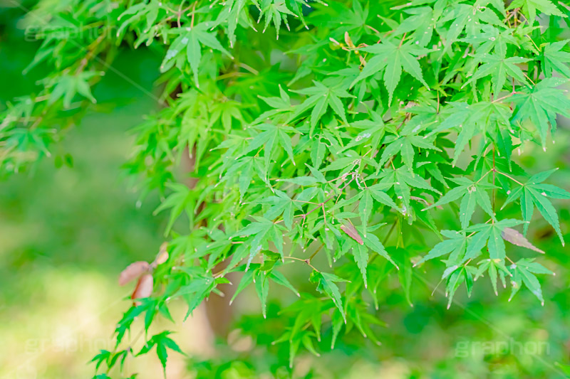 楓,かえで,カエデ,草木,自然,青々,緑,葉,公園,park,natural,leaf,フルサイズ撮影