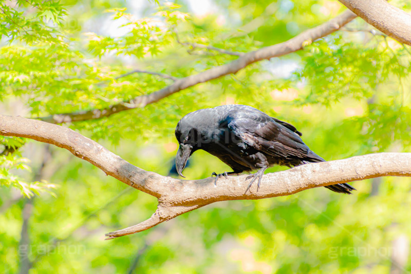 木に止まるカラス,木,止まる,カラス,からす,烏,鴉,鵶,雅,野鳥,真っ黒,黒い鳥,楓