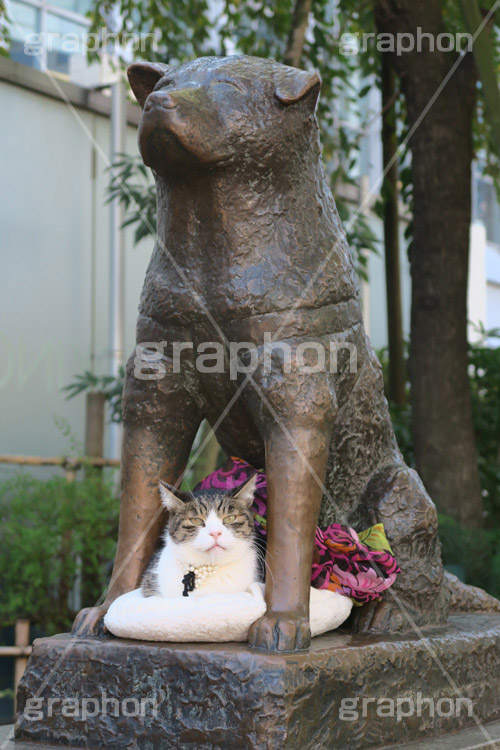 ハチ公と猫,ハチ公,猫,ネコ,ねこ,渋谷,しぶや,シブヤ,待ち合わせ,待合せ,銅像,モニュメント,像,shibuya