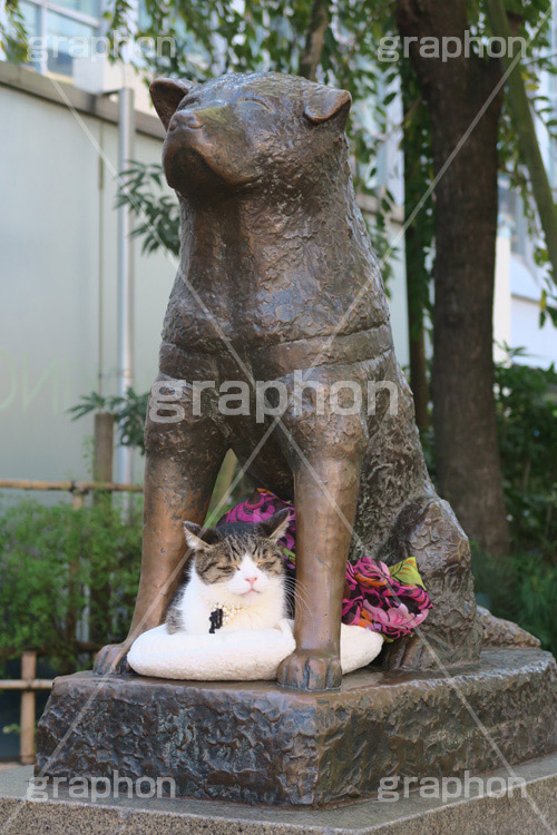 ハチ公と猫,ハチ公,猫,ネコ,ねこ,渋谷,しぶや,シブヤ,待ち合わせ,待合せ,銅像,モニュメント,像,shibuya