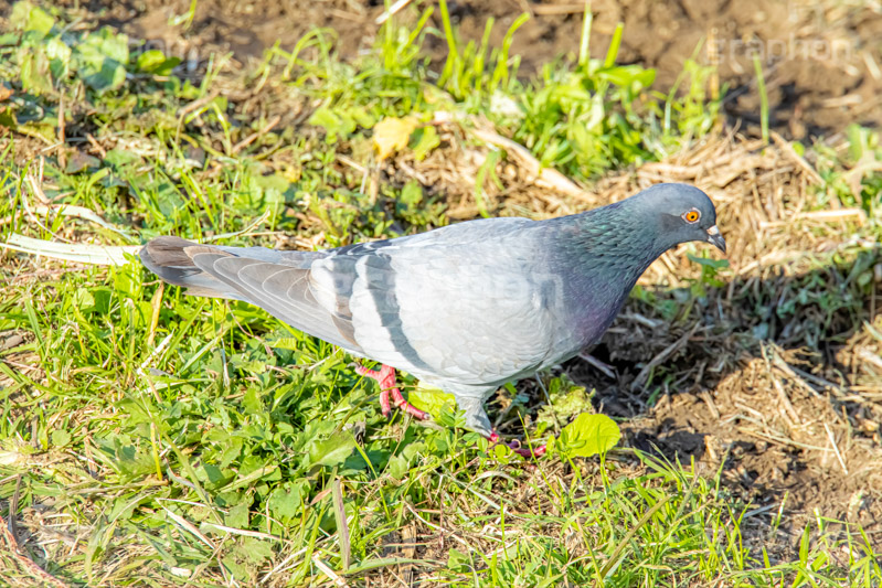 鳩,はと,ハト,鳥,羽,散歩,野鳥,公園,野原,フルサイズ撮影