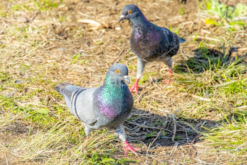 鳩,はと,ハト,鳥,羽,散歩,野鳥,公園,野原,フルサイズ撮影