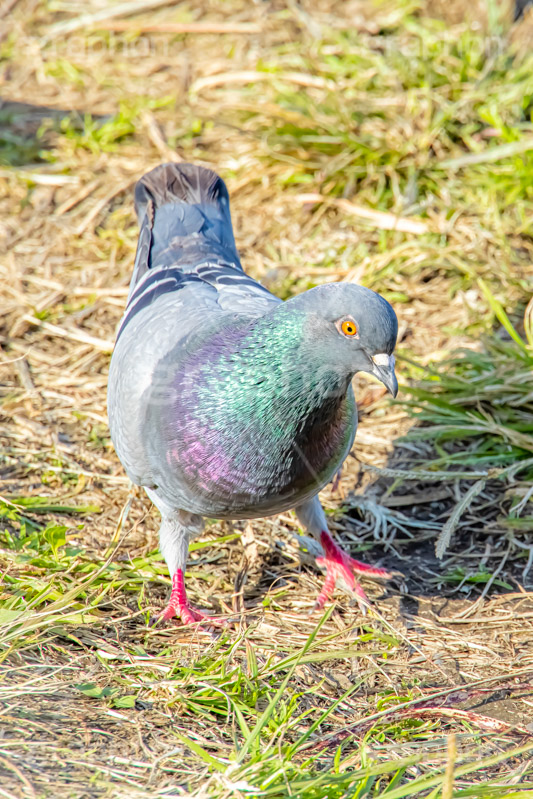 鳩,はと,ハト,鳥,羽,散歩,野鳥,公園,野原,フルサイズ撮影