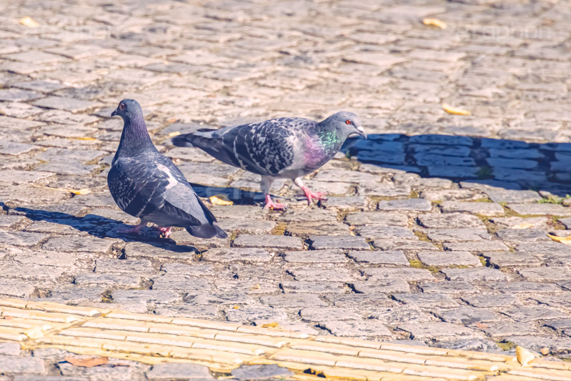 鳩,はと,ハト,鳥,羽,散歩,公園,野鳥,フルサイズ撮影