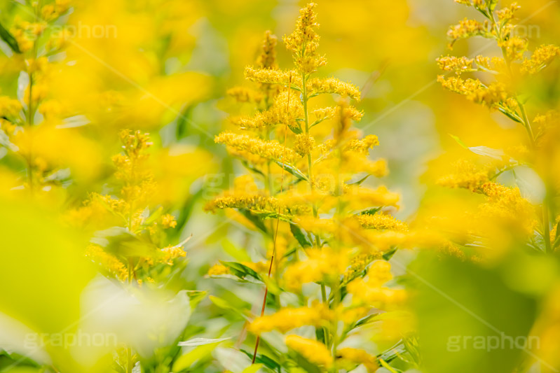 セイタカアワダチソウ,花,フラワー,秋,帰化植物,外来種,黄色,flower,autumn,フルサイズ撮影