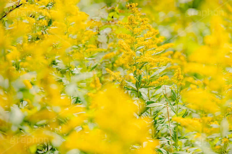 セイタカアワダチソウ,花,フラワー,秋,帰化植物,外来種,黄色,flower,autumn,フルサイズ撮影