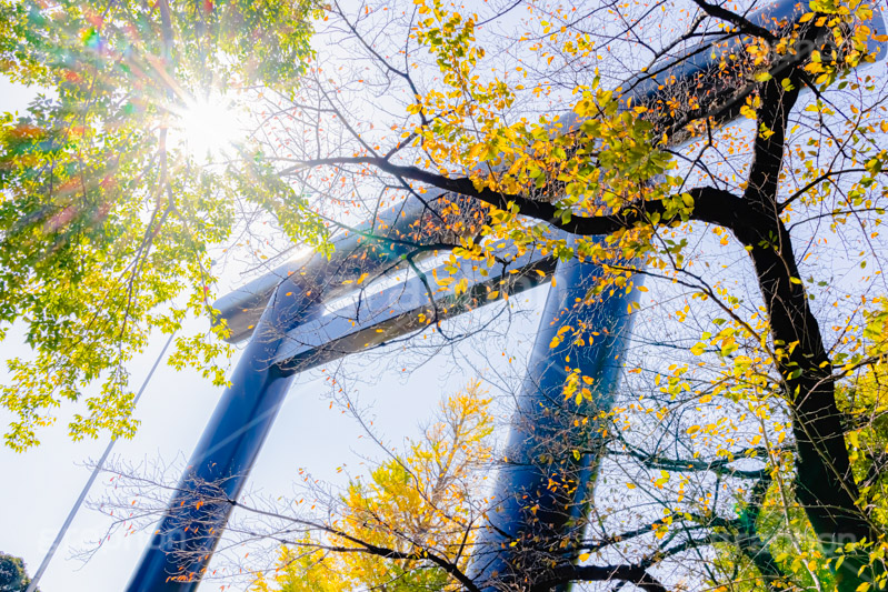 秋の靖国神社,靖国神社,鳥居,秋の気配,千代田区,九段下,秋,紅葉,autumn,japan,フルサイズ撮影