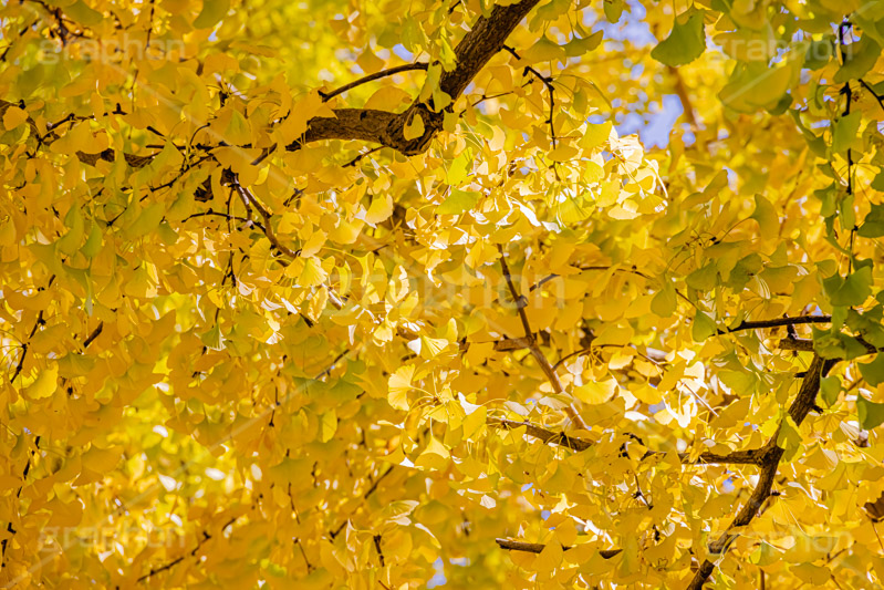 いちょうの葉,いちょう,イチョウ,銀杏,紅葉,こうよう,もみじ,モミジ,紅葉狩り,黄葉,落葉広葉樹,カエデ科,秋,季語,色づく,キレイ,きれい,綺麗,照紅葉,照葉,japan,autumn,フルサイズ撮影