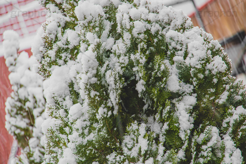 木々に積もる雪,雪,ゆき,積,木々,冬,降る,積雪,snow,winter,フルサイズ撮影