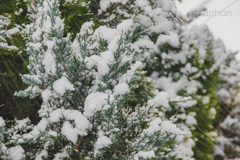 木々に積もる雪,雪,ゆき,積,木々,冬,降る,積雪,snow,winter,フルサイズ撮影