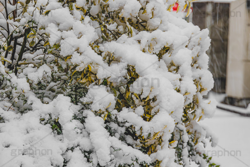 木々に積もる雪,雪,ゆき,積,木々,冬,降る,積雪,snow,winter,フルサイズ撮影