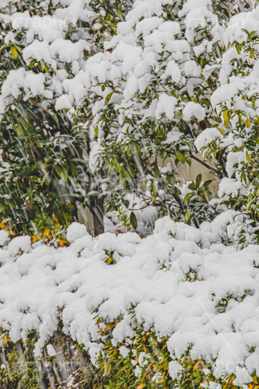 木々に積もる雪,雪,ゆき,積,木々,冬,降る,積雪,snow,winter,フルサイズ撮影