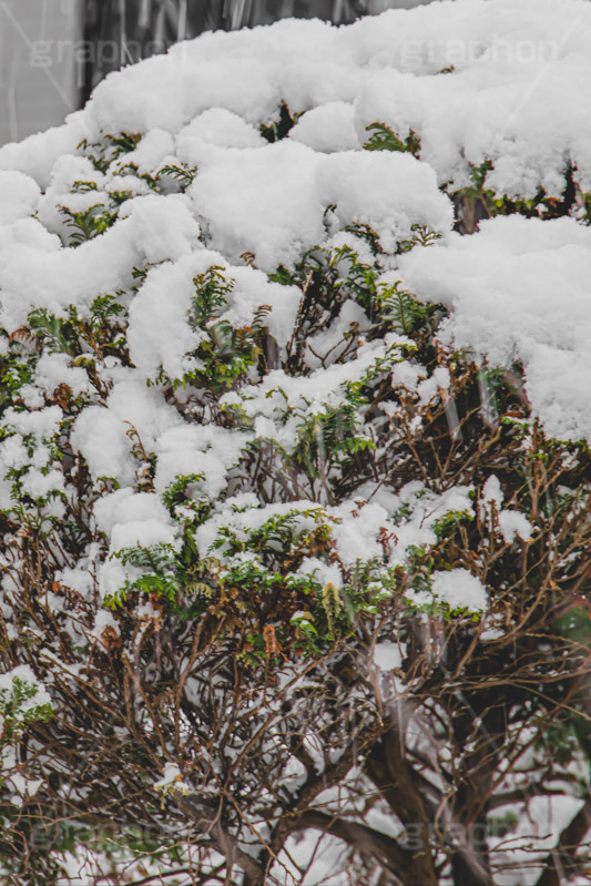 木々に積もる雪,雪,ゆき,積,木々,冬,降る,積雪,snow,winter,フルサイズ撮影