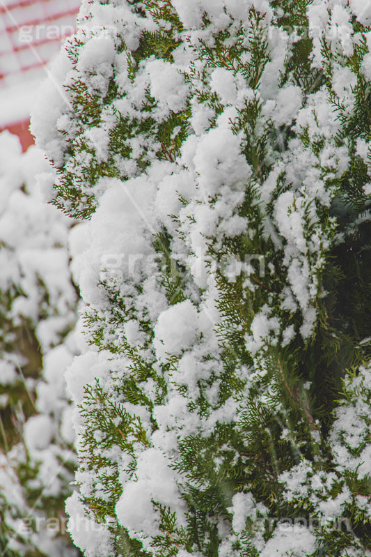 木々に積もる雪,雪,ゆき,積,木々,冬,降る,積雪,snow,winter,フルサイズ撮影