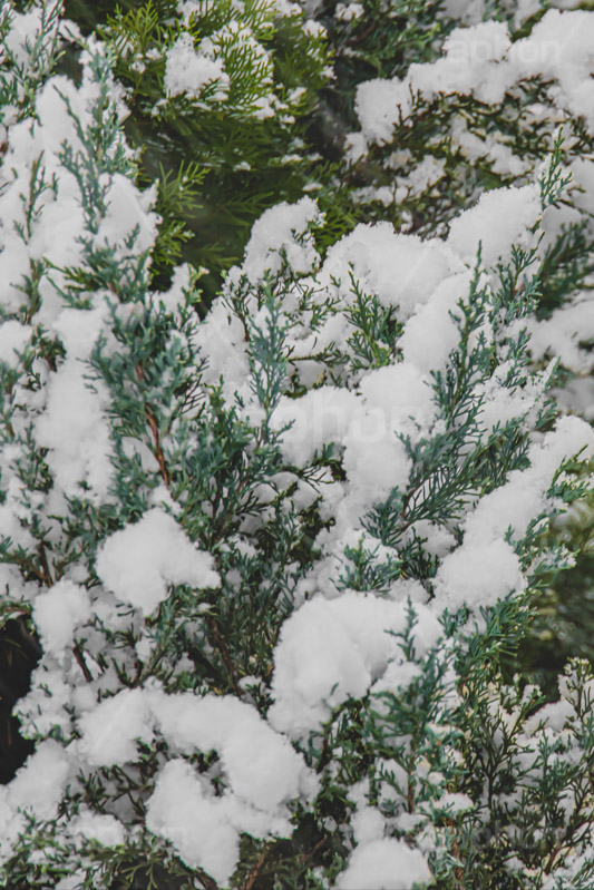 木々に積もる雪,雪,ゆき,積,木々,冬,降る,積雪,snow,winter,フルサイズ撮影