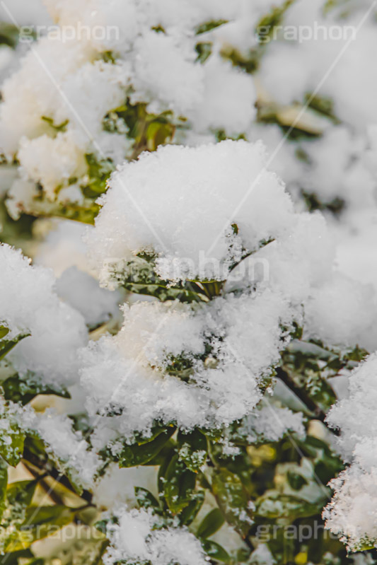 木々に積もる雪,雪,ゆき,積,木々,冬,降る,積雪,snow,winter,フルサイズ撮影