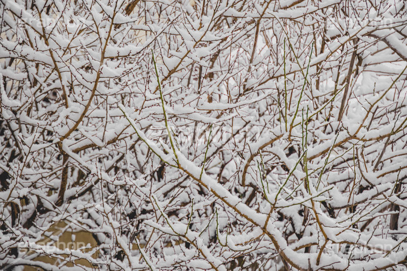 木々に積もる雪,雪,ゆき,積,木々,枯れ木,冬,降る,積雪,snow,winter,フルサイズ撮影