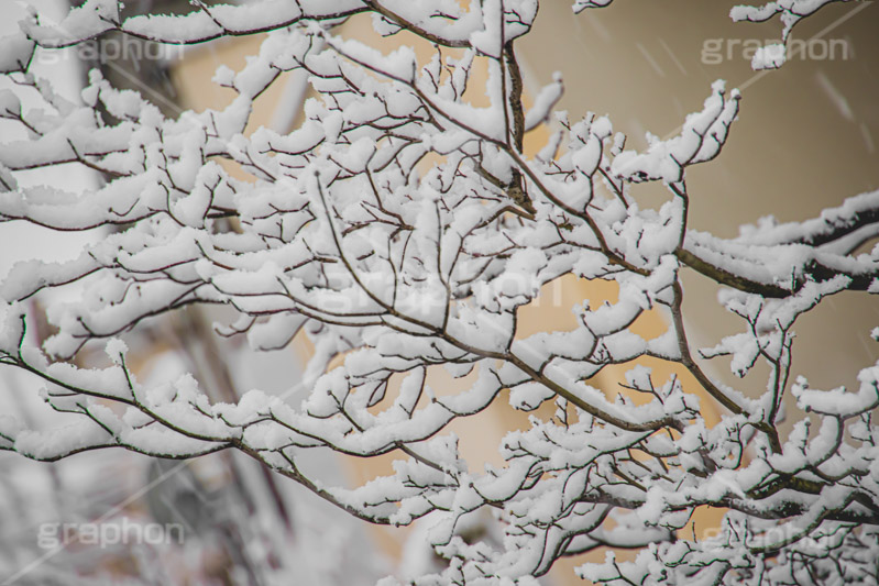 木々に積もる雪,雪,ゆき,積,木々,枯れ木,冬,降る,積雪,snow,winter,フルサイズ撮影