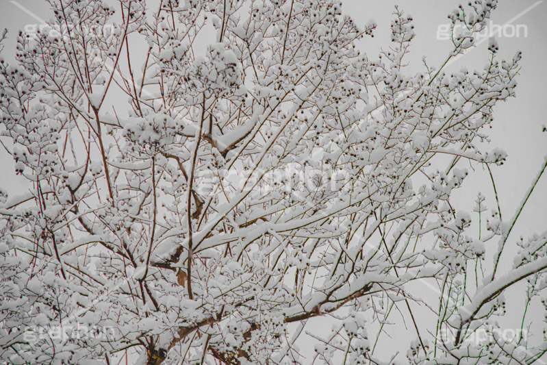 木々に積もる雪,雪,ゆき,積,木々,枯れ木,冬,降る,積雪,snow,winter,フルサイズ撮影