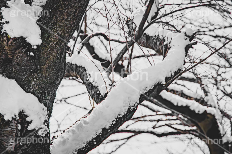 木々に積もる雪,雪,ゆき,積,木々,枯れ木,冬,降る,積雪,snow,winter,フルサイズ撮影