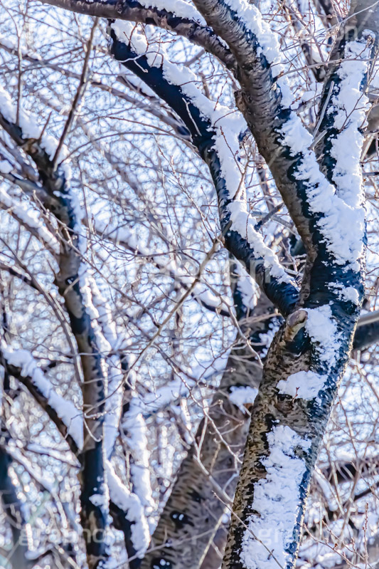 木々に積もる雪,雪,ゆき,積,木々,枯れ木,冬,降る,積雪,snow,winter,フルサイズ撮影